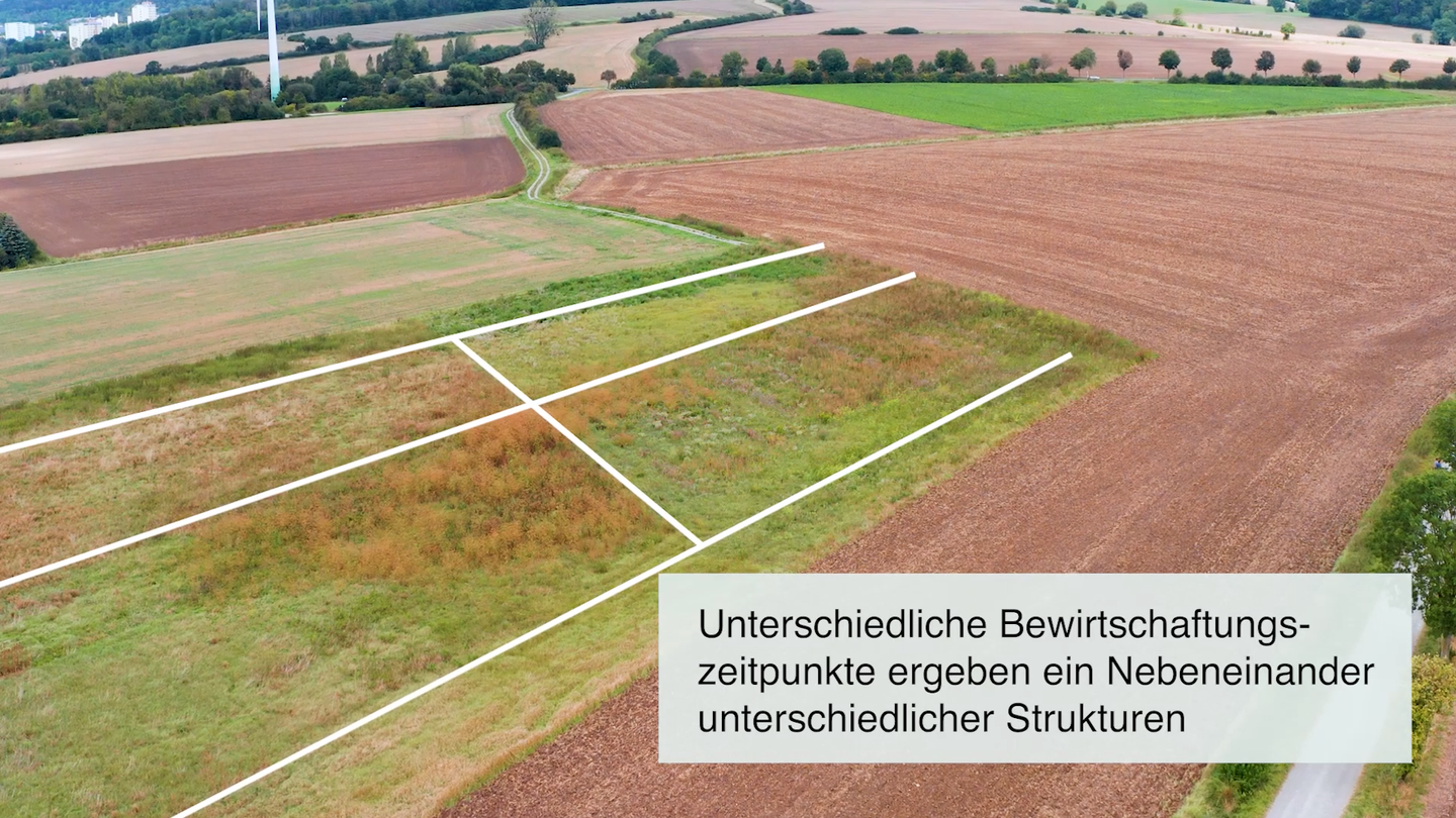 Strukturreiche Blühflächen